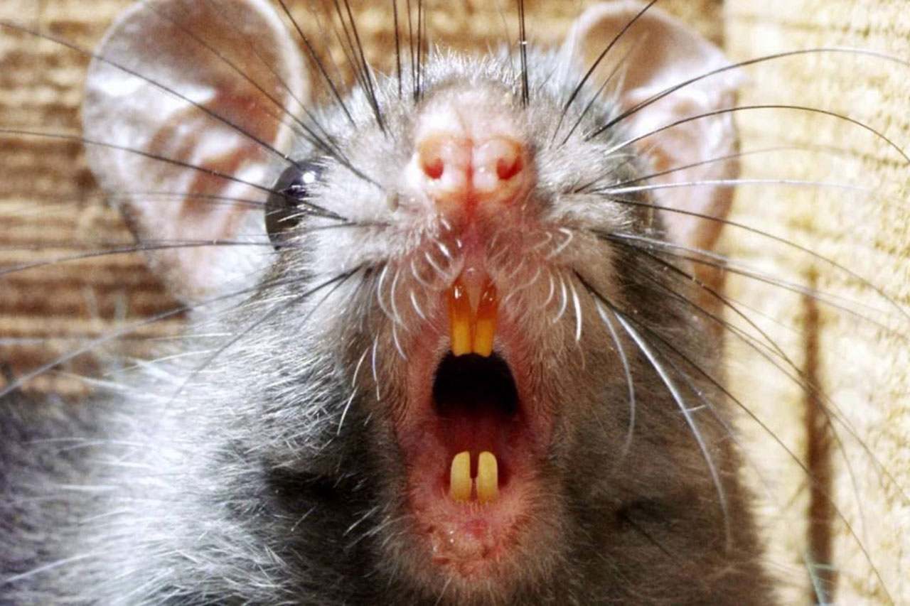 hdmaus